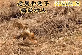 草原猎鹰，翱翔天际。兔子的天敌。视频封面