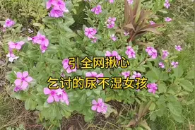 引全网揪心乞讨的尿布湿小女孩终于回家了视频封面