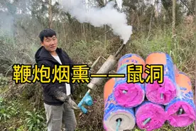 小伙拿鞭炮围剿一窝老鼠，一炮进去老鼠猛窜岀洞，场面太震惊了视频封面