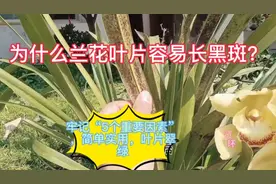 为什么兰花叶片容易长黑斑？牢记5个重要因素，叶片翠绿，很实用视频封面