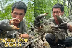 探索红树林遭遇鳄鱼跟踪，意外收获大青蟹，跌潮赶海海参泛滥成灾视频封面