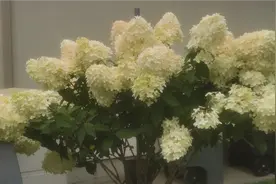 这首歌耐心听完能改变你许多思维视频封面