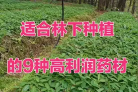 2024年最适合林下种植的药材，种植简单，利润可观，还不愁销路视频封面