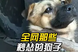 盘点全网那些秒怂的狗子！能屈能伸是好狗！好狗不吃眼前亏，可爱视频封面
