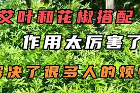 艾叶和花椒搭配，作用太厉害了，解决了很多人的烦恼。视频封面