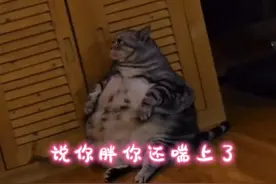 搞笑配音 这喵星人，说你胖你还喘上了视频封面