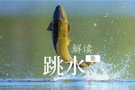 大鱼一直跳就是不咬钩，常见的现象简单的原因，别想多了视频封面