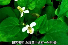 鱼腥草，性能，性微温，味辛，有小毒，清热利湿，消肿解毒。视频封面