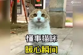 懂事暖心的小猫咪，世界破破烂烂，猫咪缝缝补补 #猫咪 #猫咪治愈视频封面