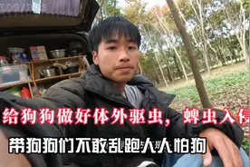 内地露营狗狗身上发现蜱虫，驱虫药治疗一点不敢疏忽大意。视频封面