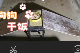 母狗在分娩前会自行筑窝咬破胎衣咬断脐带吃掉胎衣和仔狗的粪尿。视频封面