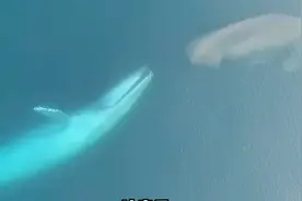 这种只存在于南极纯净海域的小虾米你吃过吗？ #南极磷虾  #科普视频封面