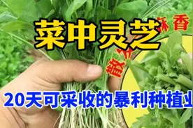最快20天采收，亩产3000斤，1斤10元不愁卖，适合南北方种植视频封面