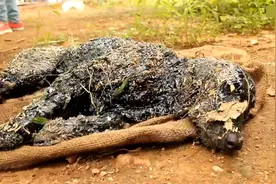 狗狗被沥青涂满全身生命垂危，被好心人解救后模样让人喜爱视频封面