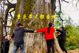 中国最大银杏树在重庆视频封面