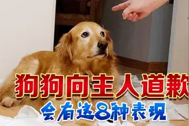 狗狗向主人道歉的“8种方式”，宠主就原谅它吧！视频封面