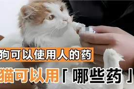 在宠物生病的时候，哪些人类药也是可以用来给猫狗使用的？视频封面