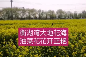 衡水湖畔：大地花海油菜花视频封面