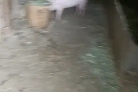 我家猪跑出来。视频封面