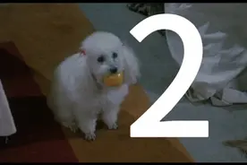 埃尔维拉:黑暗的女主人视频封面