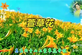 萱草花又叫忘忧草，姑娘戴上她就会忘记一切忧愁和烦恼。视频封面