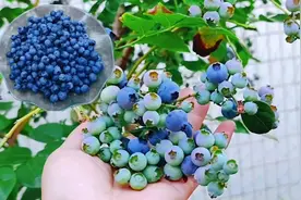 3分钟教会你，盆栽蓝莓的4大技术要领，一年就挂果，营养又健康视频封面