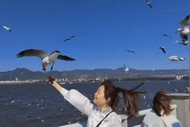 海埂大坝的海鸥更爱吃面包视频封面
