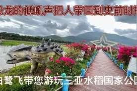 袁隆平爷爷的水稻实验基地，成片的稻田上白鹭翩翩起舞视频封面