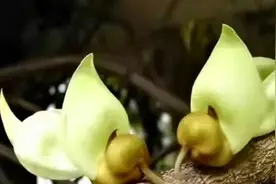 禾雀花视频封面
