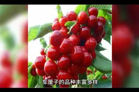 今日话题：车厘子品级和分类视频封面