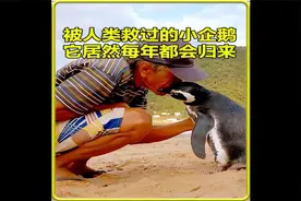 被人类救过的小企鹅，它居然每年都会回来报恩视频封面