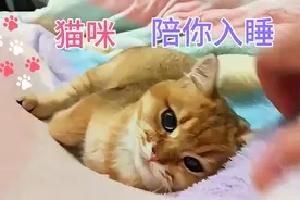 猫咪陪你入睡视频封面
