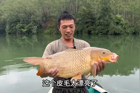 15米高200米长大沉网，捕获金黄色野生大巨鲤，看看能卖多少钱