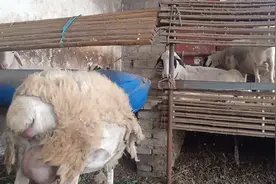 养羊过程中，脱肛母羊生产和处理办法，是否和小伙一样？视频封面
