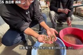 江苏连云港天价小毛鱼，1000元一斤猴嘴小滴根，鲜的掉眉毛视频封面