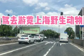 周末自驾去游览上海野生动物园，动物种类多还有表演，很多家庭游视频封面