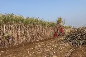 广西全自动砍甘蔗视频封面