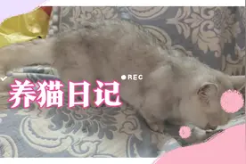 【养猫日记】我给猫猫配备了最新的除蚤神器，小项圈既实用又漂亮视频封面