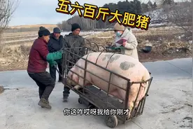 农村大肥猪都养了一年多，平均都五六百斤，一般人整不动，抓三头视频封面