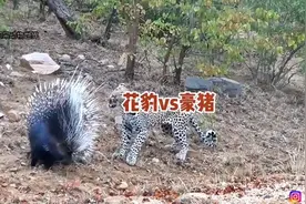 花豹遇见豪猪，不知从何下嘴#神奇动物在抖音 #野生动物零距离 #视频封面
