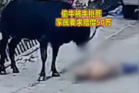 小偷偷牛被牛顶死，家属要求赔偿50万。视频封面