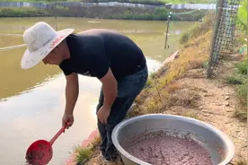 小伙深山养甲鱼，拿5毛钱一斤的鱼头喂，两年后能挣钱吗视频封面