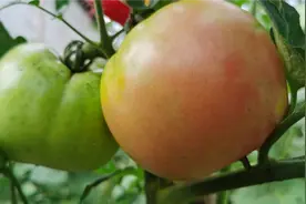 西红柿最喜欢的三种肥料你知道吗？给它用上后，一棵能结六十八斤视频封面