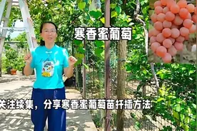 为什么要种一株寒香蜜葡萄，寒香蜜葡萄香甜如蜜视频封面