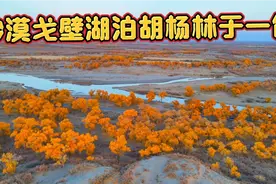新疆自驾回太原途经额济纳旗，看到最美胡杨林，金黄灿烂美呆了。