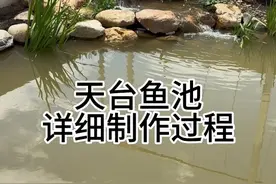 天台鱼池详细制作过程#天台花园#露台花园 #生态鱼池#沼泽过滤视频封面
