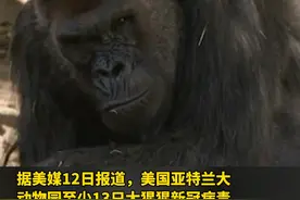 #美国一动物园13只大猩猩新冠阳性，可能被饲养员传染，这已是美国第二起大猩猩集体感染事件。视频封面