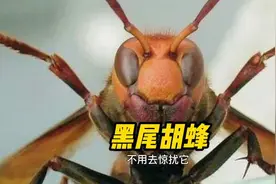 #好样说虫子 黑尾胡蜂 个头很大，看起来很猛！视频封面