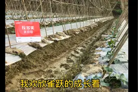 冬瓜成长记之施肥 #腐植酸复合肥 #拉多美视频封面