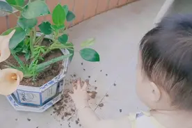 养娃到底有多快乐视频封面